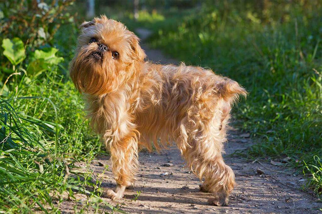 How to Take Care of Brussels Griffon Dog