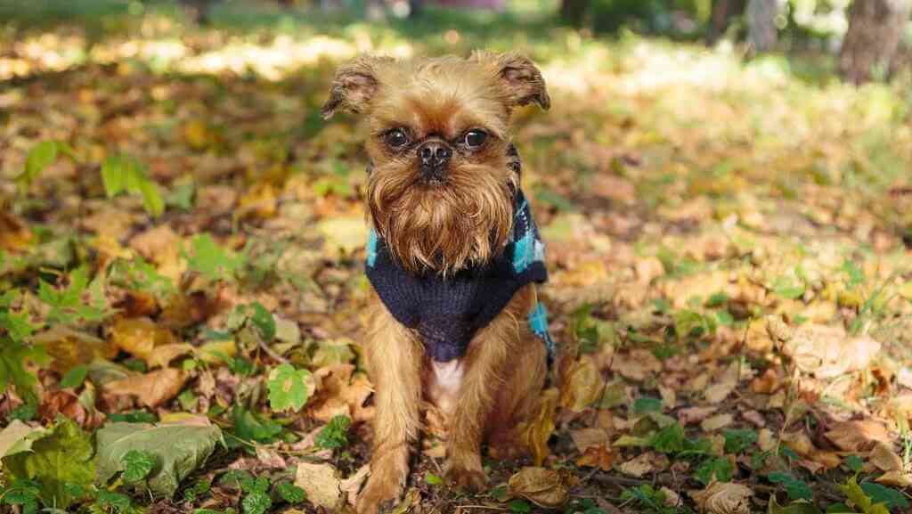 Appearance of Brussels Griffon Dogs