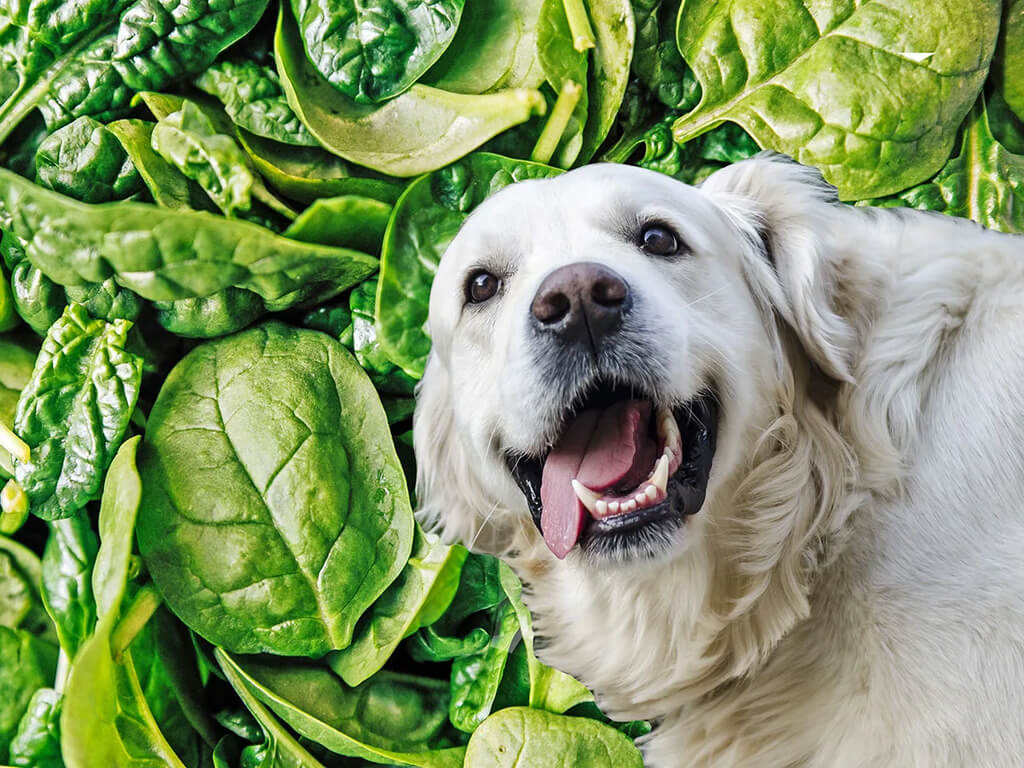 Can Dogs Eat Spinach