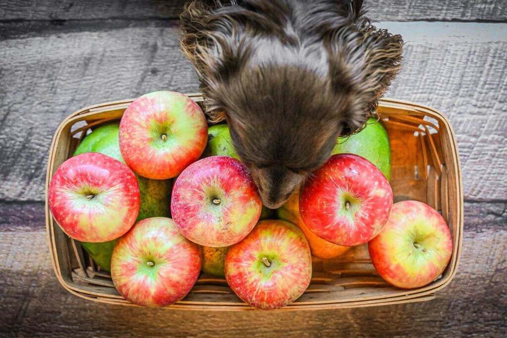 Can Dogs Eat apples