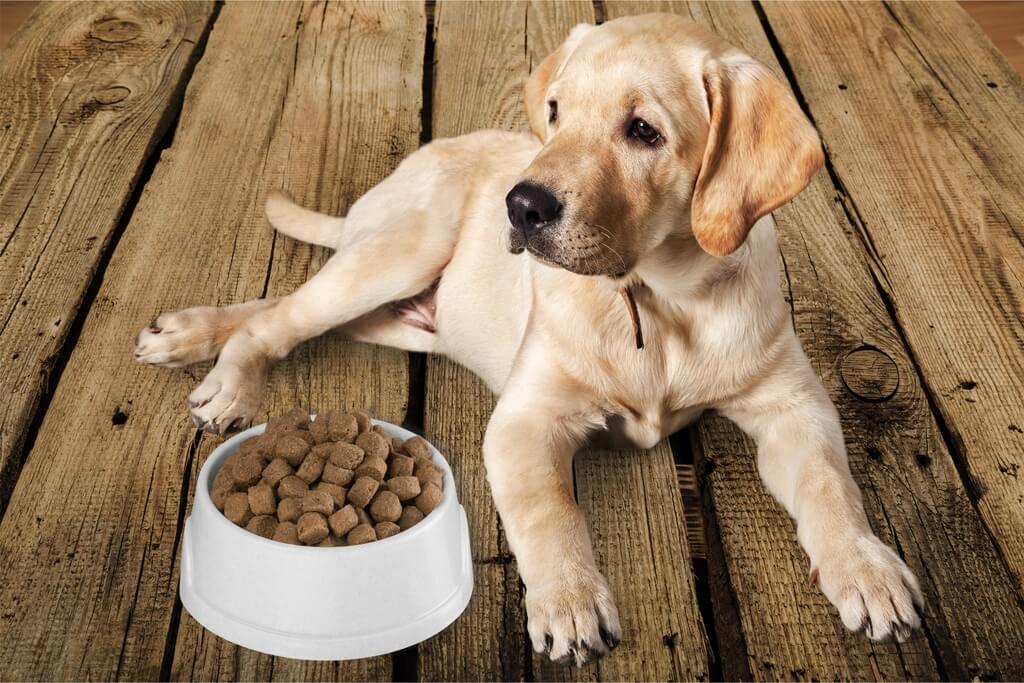 Role of Fats in Dog Food