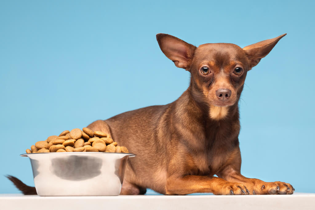Role of Vitamins and Minerals in Dog Food
