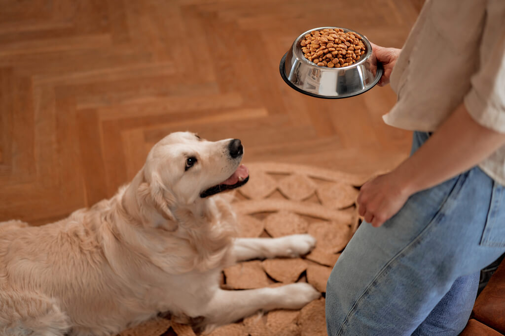 How to Feed Your Dog
