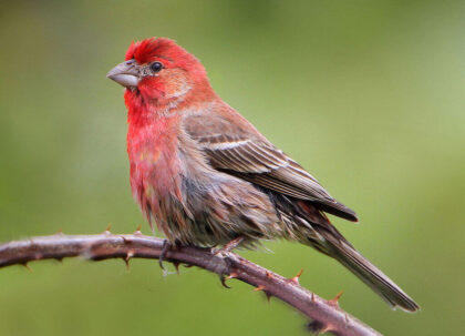 11 Species of Red Headed Birds in the World | Pets Nurturing