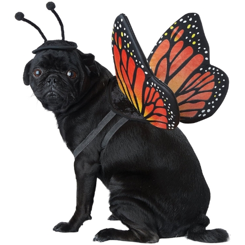 Monarch Butterfly Dog Halloween Costumes Ideas