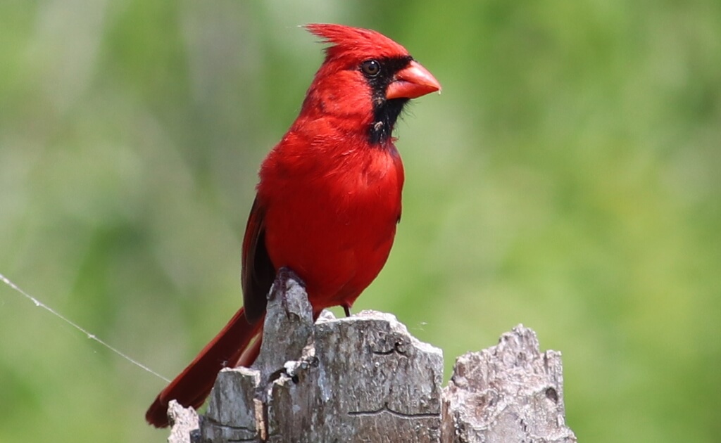 Northern Cardinal Cardinalis cardinalis