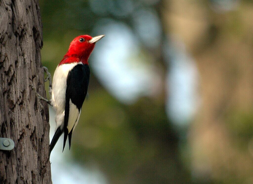 Red Headed Woodpecker Melanerpes erythrocephalus