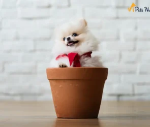 Teacup Pomeranian Dog breed