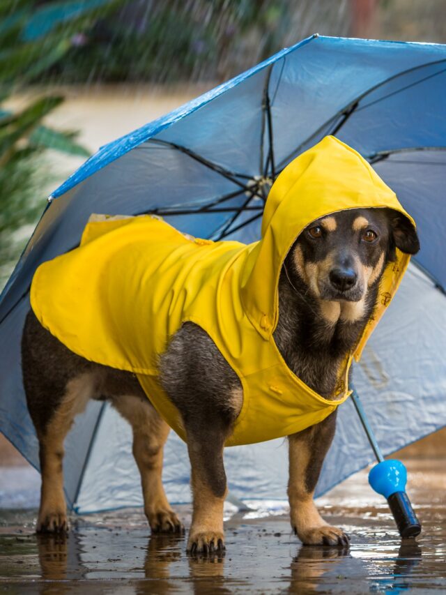 5 Essential things for Dog in Rainy Day Walking