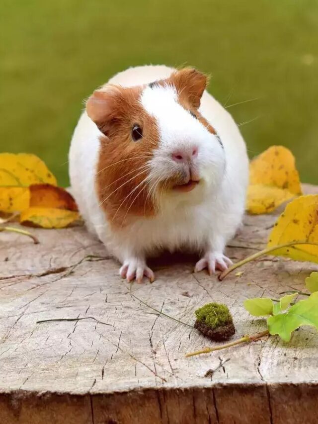 6 Great Reasons To Get A Guinea Pig