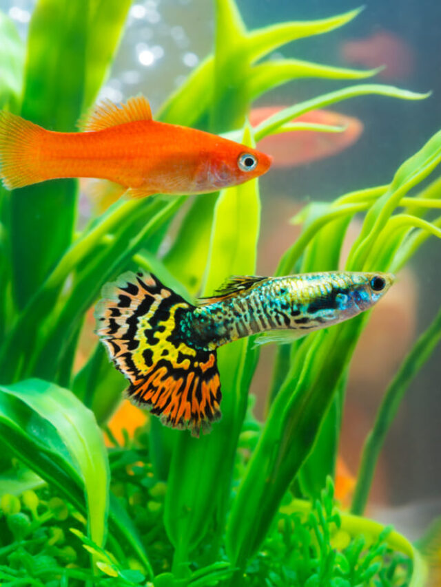 Small Fish for Freshwater Aquarium