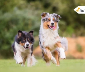 Australian Shepherd Dog Breed