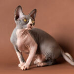 Best Hairless Cats in the World