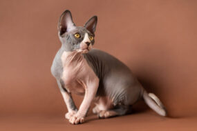 Best Hairless Cats in the World