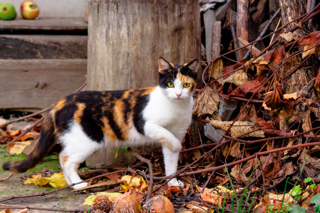Calico Cat Appearance