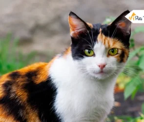 Calico Cat: Characteristics, Facts, Care