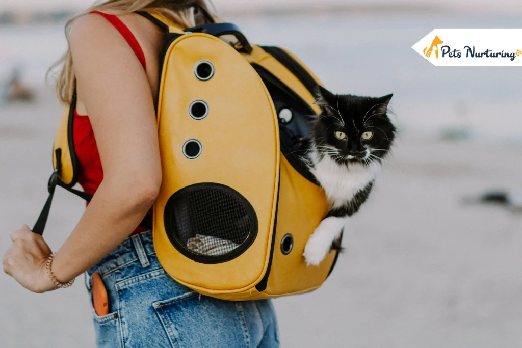 Cat Backpack Ideas