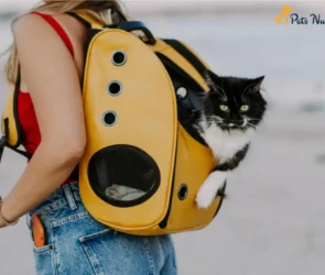 Cat backpack Ideas