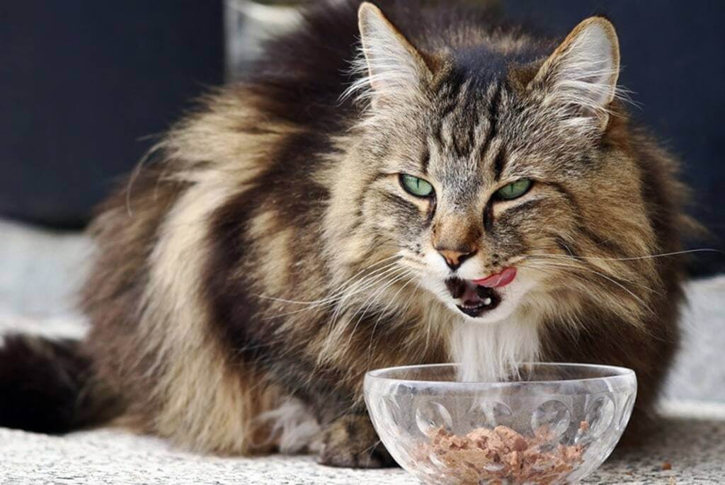  Diet and nutrition of Norwegian Forest Cat