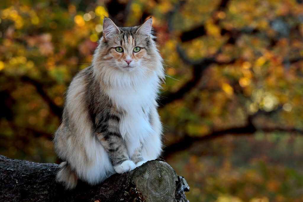 Health Problems of  Norwegian Forest Cat