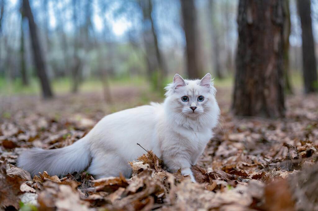  History of Norwegian Forest Cat 