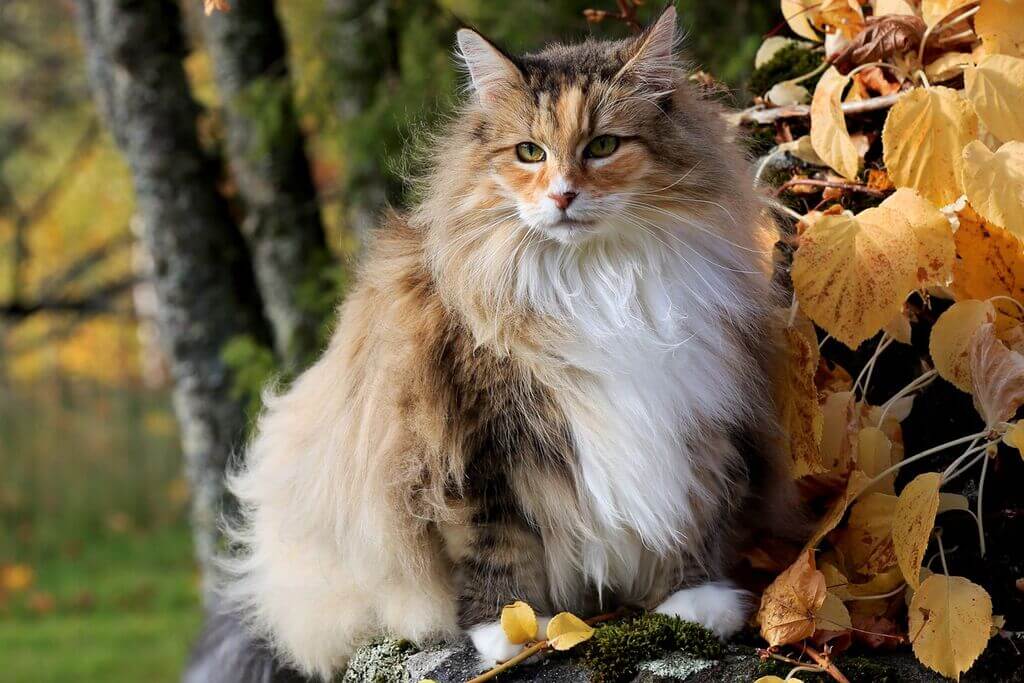 Lifespan of Norwegian Forest Cat