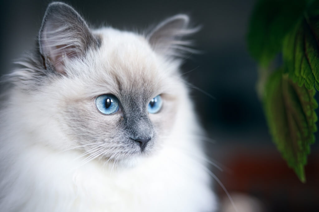 Ragdoll Cat Breed Diet and Nutrition