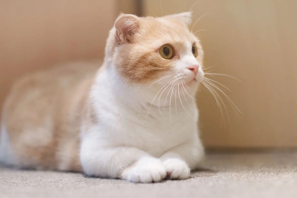 Appearance of munchkin cat