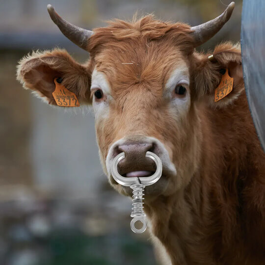 Stainless Steel Cow Nose Rings