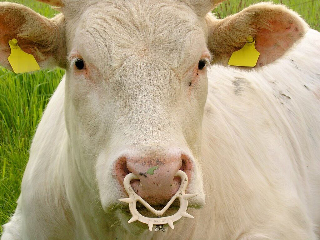 4. Rubber Nose Rings For Cows