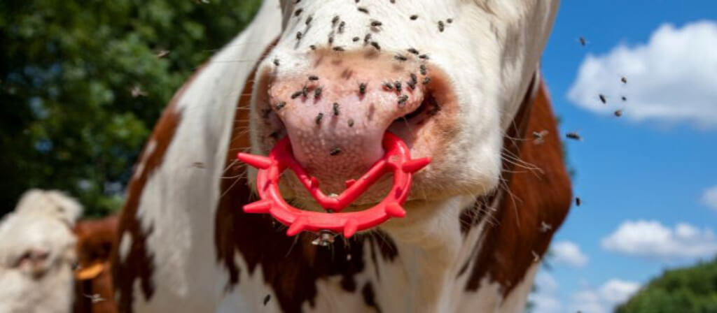 5. Studded Cow Nose Rings