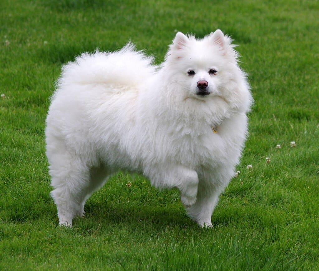 American Eskimo dog breed