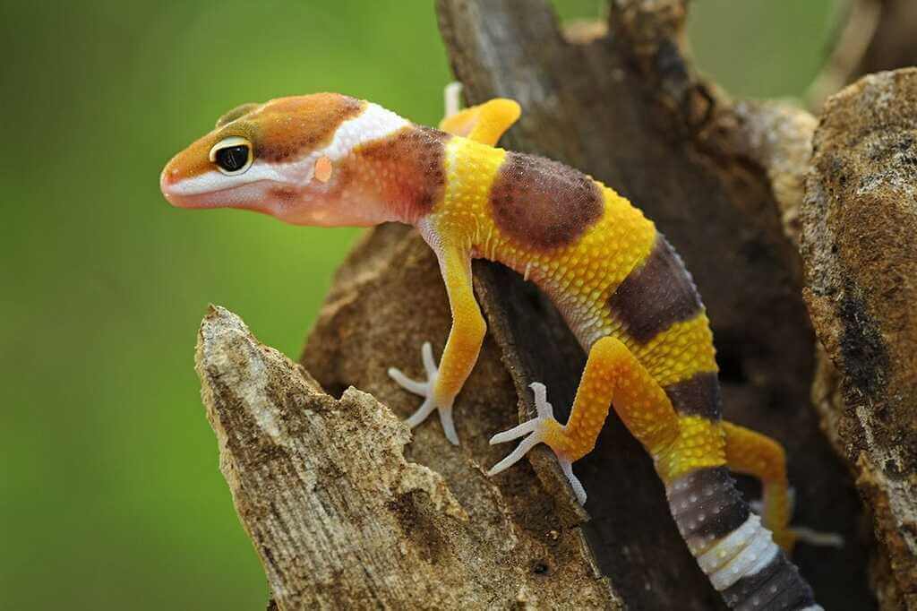 How to Choose a Healthy Baby Leopard Gecko?