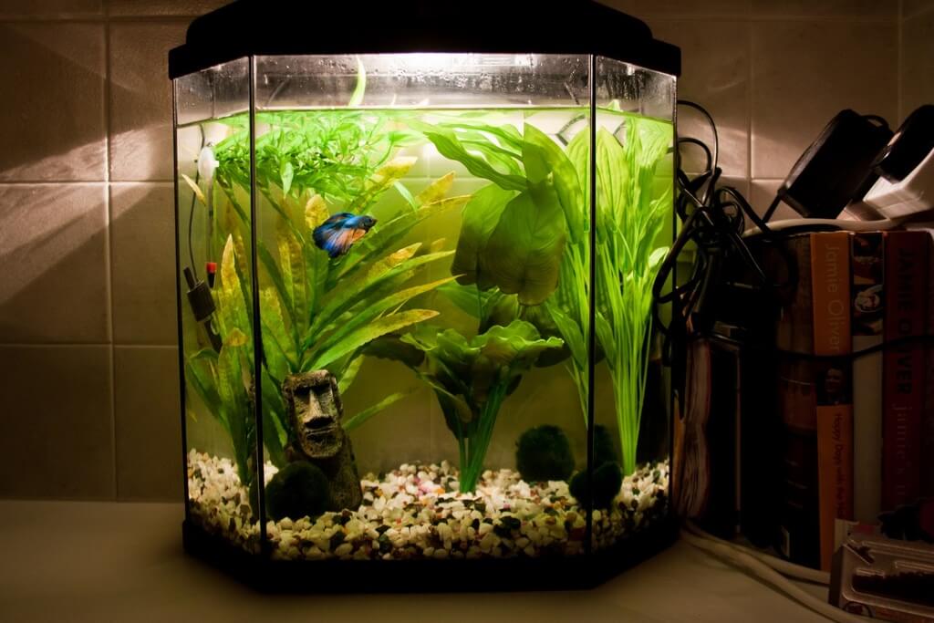LED Lighting for beta fish tank