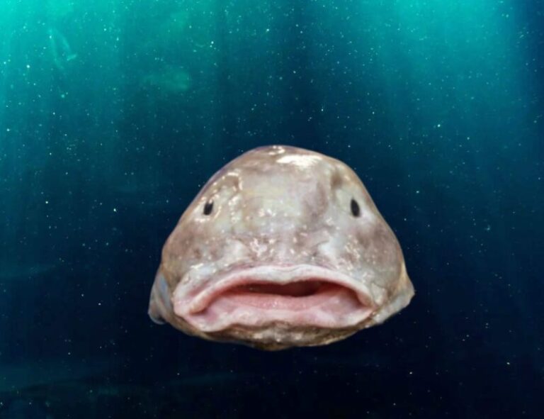 6. Blobfish