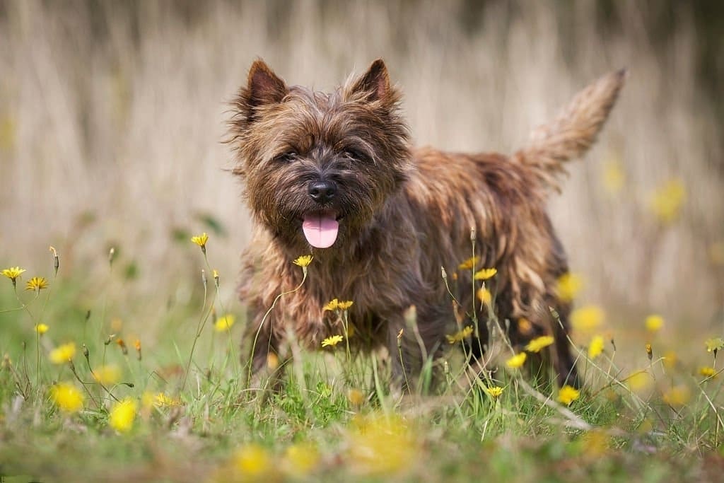 Cairn Terrier dog breed