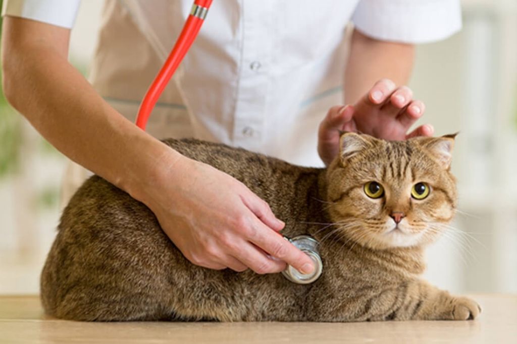 What Causes Cancer in Cats?