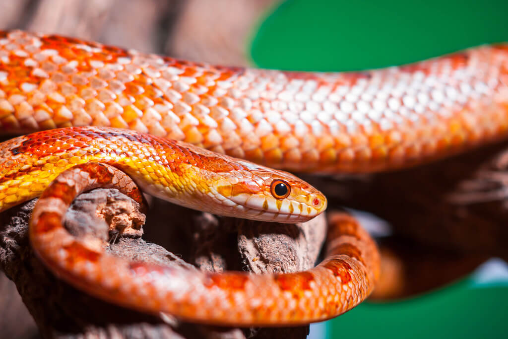 Fun Facts About Corn Snakes You Should Know