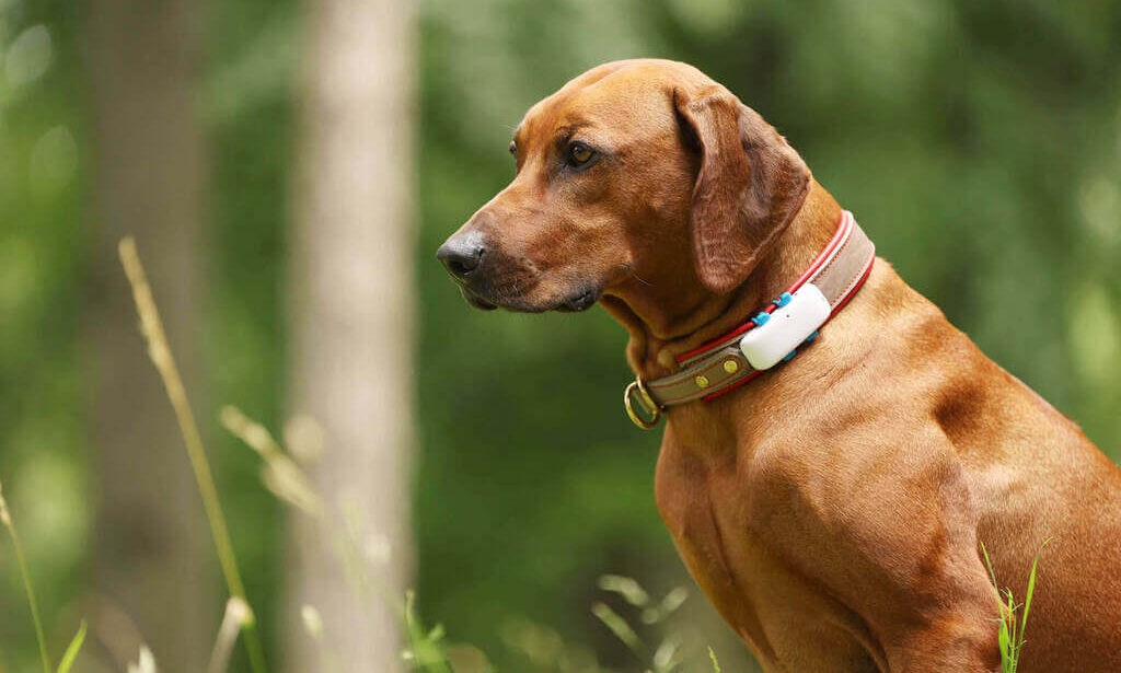 Dog GPS Collars