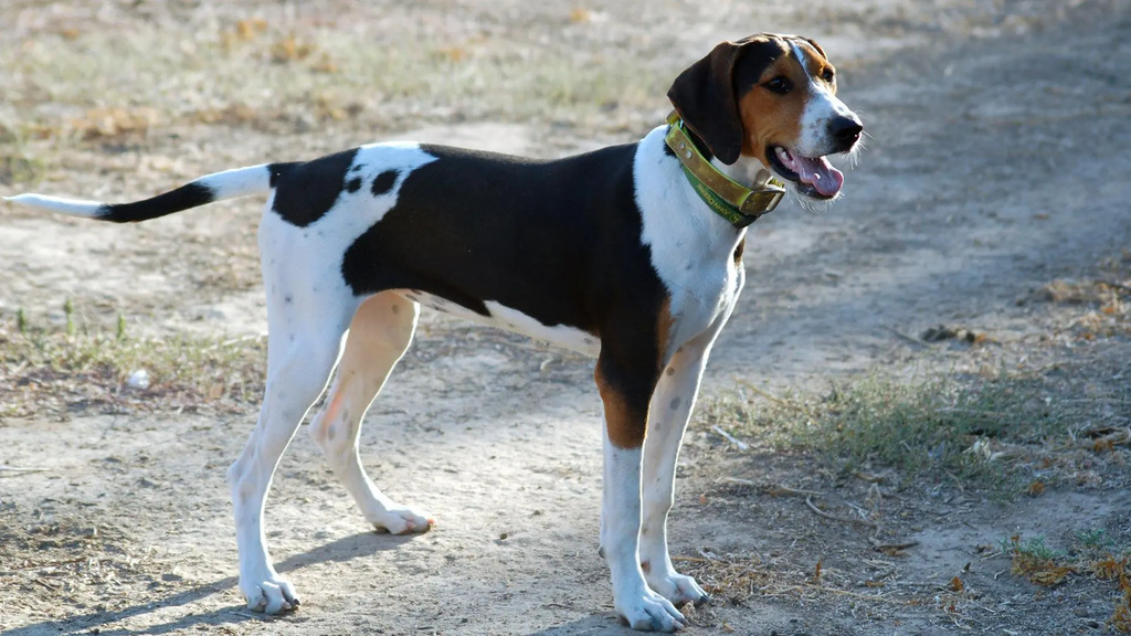 How can i train coonhound