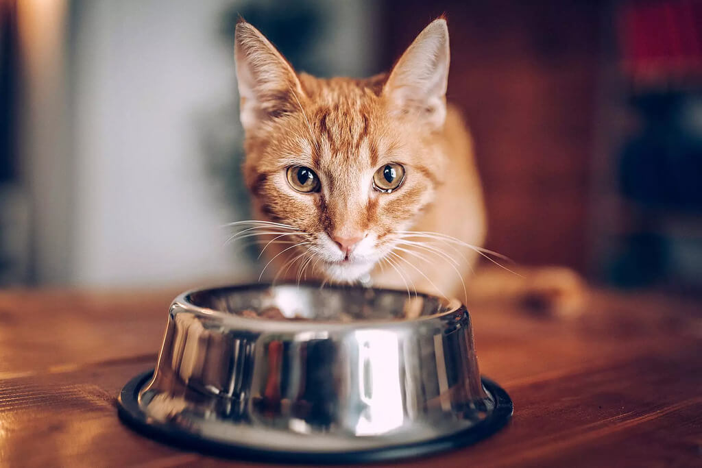 How Can I Get My Cat to Eat Food?