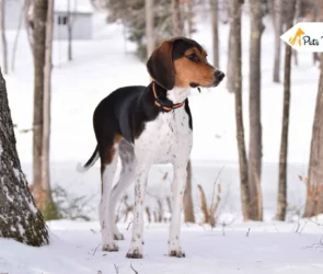 How to Train a Coonhound