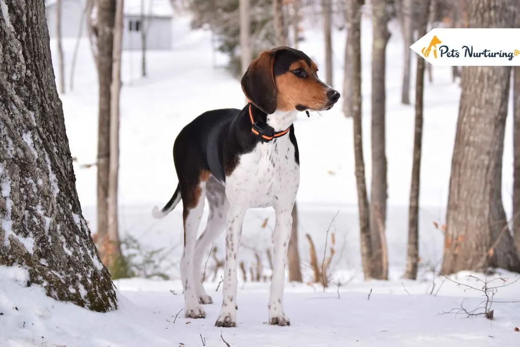 How to Train a Coonhound