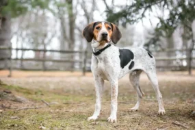How to train a coonhound