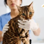 IBS in Cats