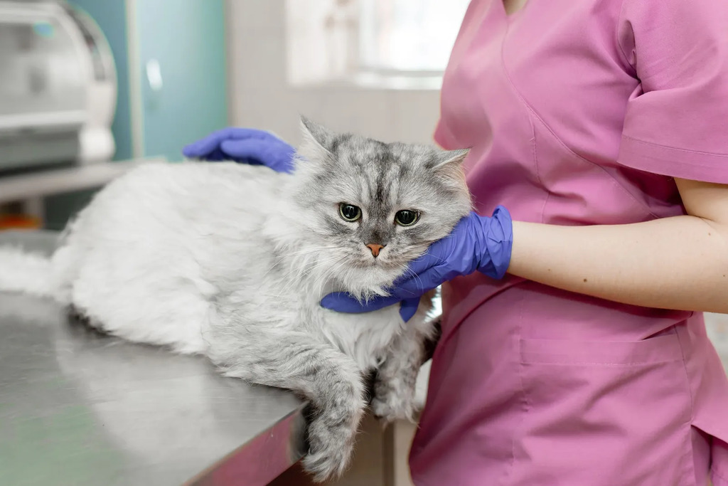 Importance of a veterinary diagnosis