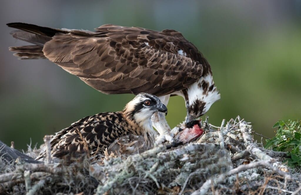 osprey bird eating