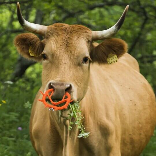 Plastic Nose Rings for Cows