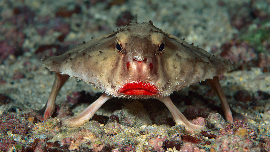 Red Lipped Batfish