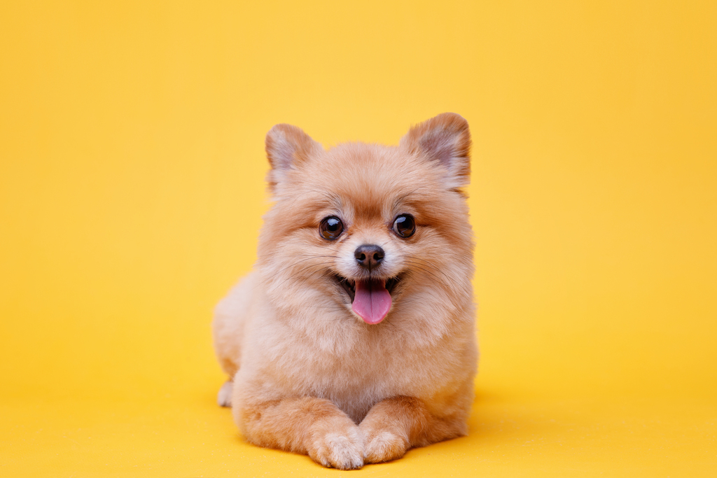 Tips for owning small dog breed